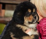 male black- available